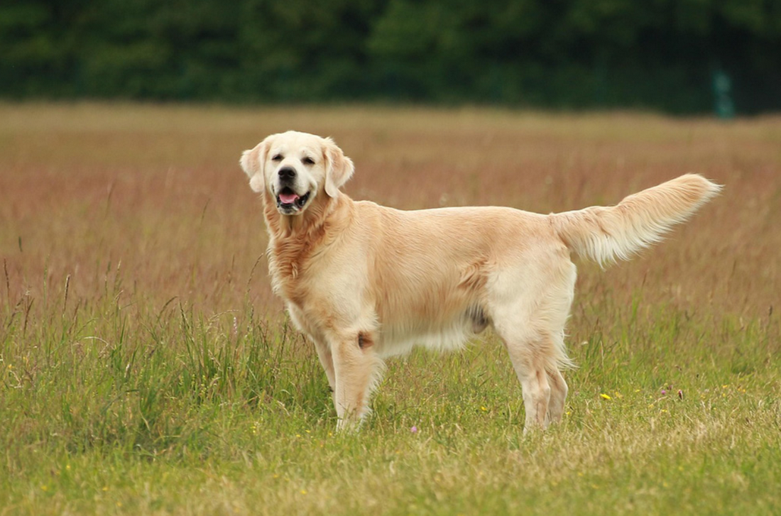 Golden Retriever
